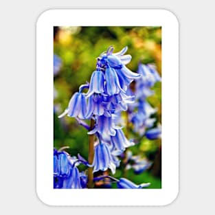 Bluebells Spring Flowers Hyacinthoides Sticker